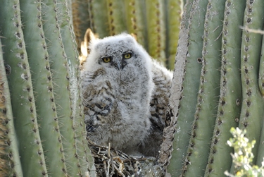 April 3, 2013<br>North Phoenix, AZ<br>Great Horned Owl